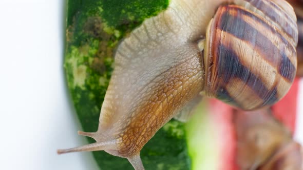 Beautiful Grape Garden Snail Sits on a Watermelon and Looks Around alt