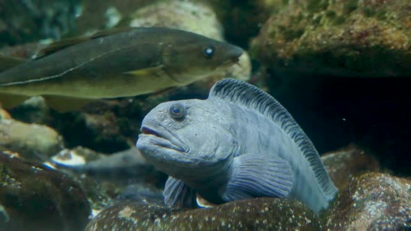 Aquarium. Sitting Blue-gray Fish Breathing Heavily. Goggles. alt