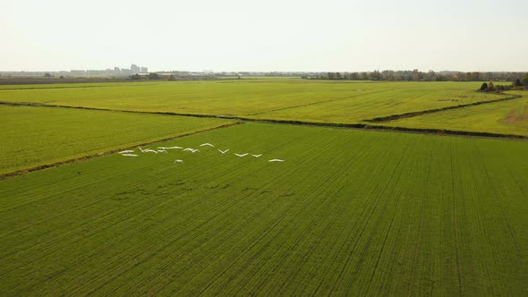 Swans Fly Over the Field