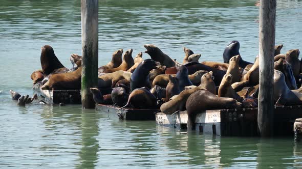 Sea lions on Pier 39 alt