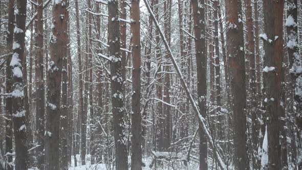 Natural Snow in Beautiful Winter Forest