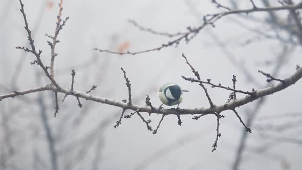 Small Bird Tit on the Tree Branch at City Park alt