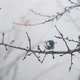 Small Bird Tit on the Tree Branch at City Park - VideoHive Item for Sale