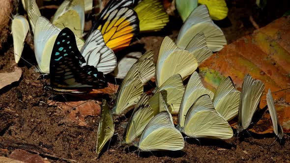 A Common Jay Graphium doson on the left side surrounded by yellow butterflies then the Spot Swordtai alt
