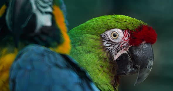 Macro Beautiful Macaw Parrot Bird Eye Close Up, Tropical Nature Color Wildlife