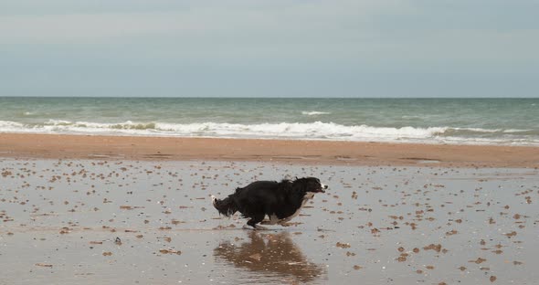 Border Collie Dog, Male Running on the Beach, Normandy, Slow Motiion 4K alt