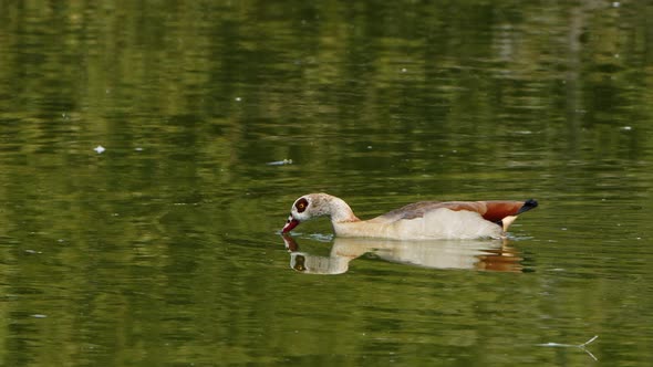 Duck In A Green Lake 12 alt