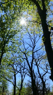 Vertical Video of the Forest in the Spring alt