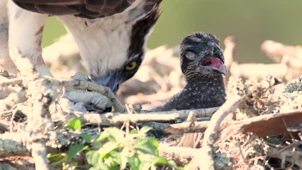 Osprey Feeding its Chicks in Florida Video in 4k