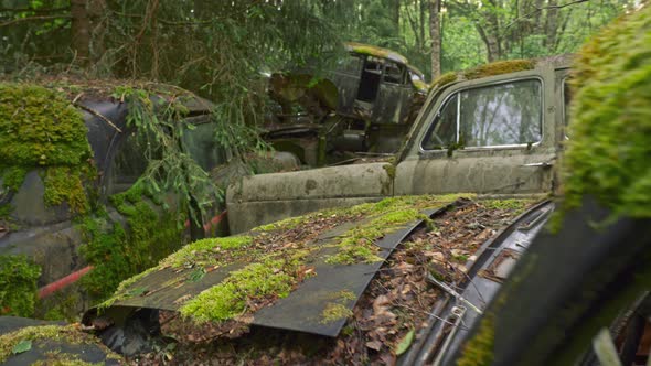 Old Abandoned Cars Are Covered with Filth, Rust and Green Moss. Steadicam Shot