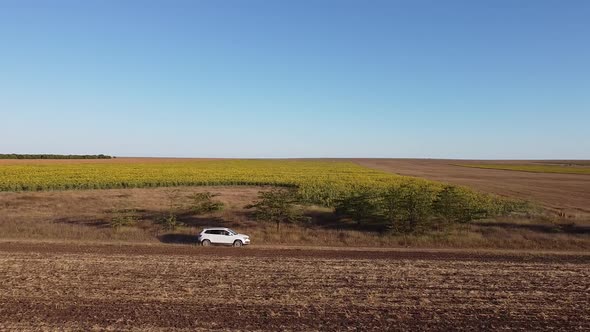 The Drone Follows a White Car Driving on a Rural Road in a Field