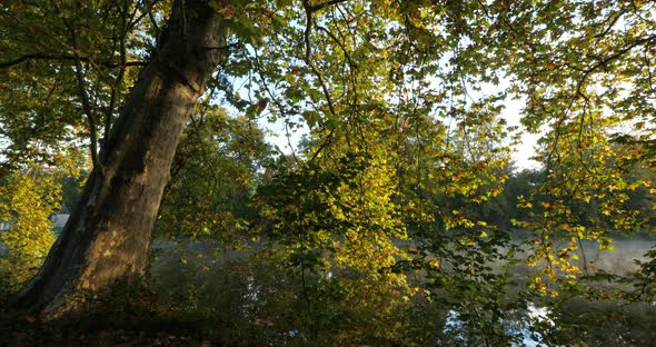 The pond Sainte Perine, Forest of Compiegne, Picardy, France alt