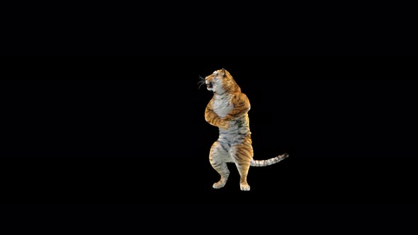 Tiger Dancing 4K alt