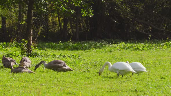 Swans parents and their children on the lawn alt