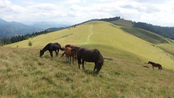Horses grazed on a mountain pasture against mountains.