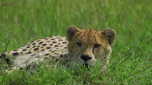 Close up shot of a cheetah lying in the grass alt