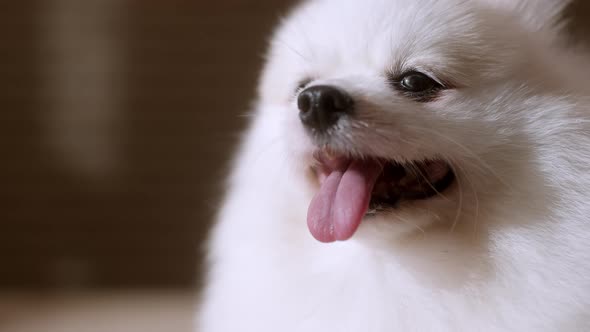 portrait of white color pomeranian lap dog animal sitting casual relax dark background alt