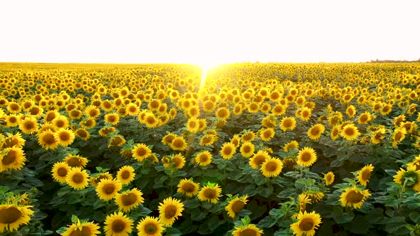 Aerial Over Hilly Agricultural Sunflower Field On Background Of Sunset Sunlight alt