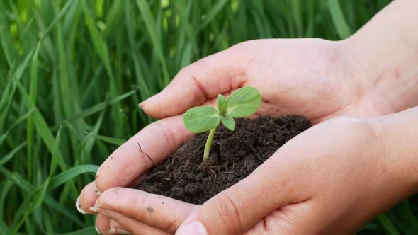 A mixed-race woman is holding a young seed sprout in the ground. alt