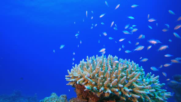 Underwater Scene Blue Green Fish alt