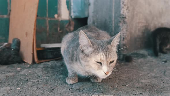 Homeless Gray Cat with Adult Kittens on the Street. Taking Care of Wild Animals. alt