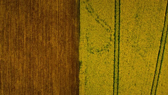Top View Two Contrast Fields at Agricultural Landscape alt