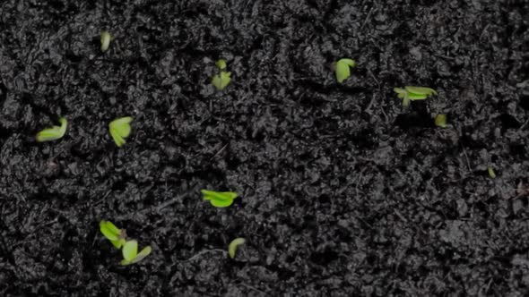 Close Up Microgreens Arugula Sprouts Growing  Timelapse Top View Slider Shot