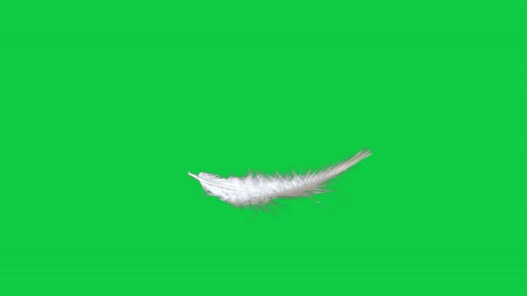 Feather Green Background