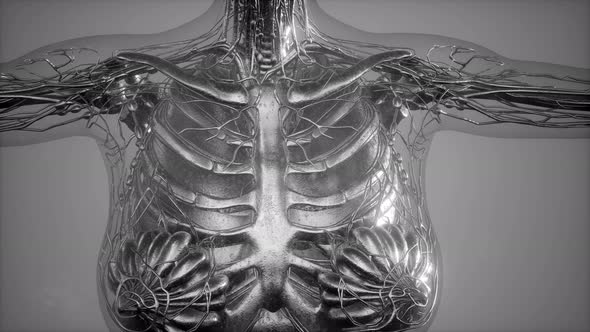 Anatomy Tomography Scan of Human Body by icetray | VideoHive