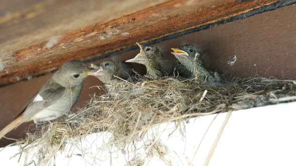 Feeding And Defecation Of Redstart Nestling In The Nest.