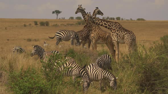 Zebras and giraffes grazing in Masai Mara alt