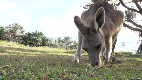 Close-up view of a young joey Kangaroo eating grass on a coastal headland. North Stradbroke Island A alt