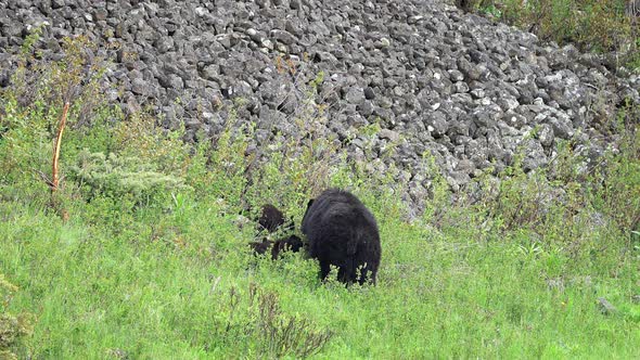 Black bear family in green grassy field alt