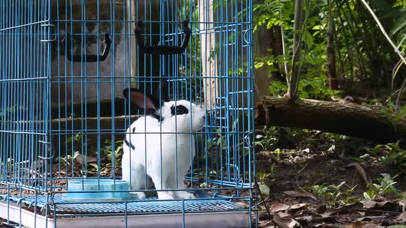 Rabbit in a blue iron cage. video of cute white rabbit in a grid of boxes. alt