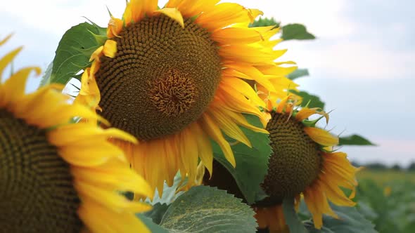 Yellow Sunflower Heads in the Foreground Against the Backdrop of the Sunset Sky