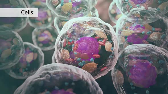 All chromosomal DNA is stored in the cell nucleus, separated from the cytoplasm by a membrane alt