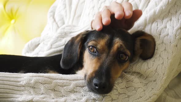 Girl petting cute sleepy dog. A dog lying on female knees.