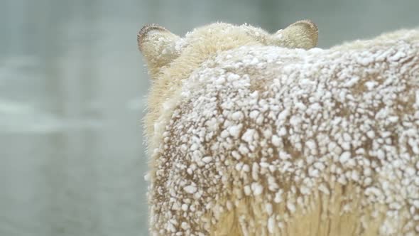 Polar Bear in Winter Landscape at Snowfall Swimming in Cold Water Across Broken Ice alt
