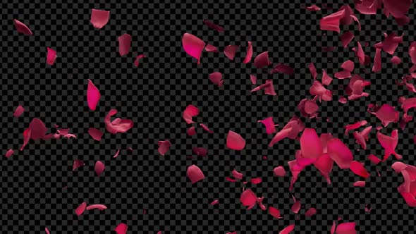 Red Rose Petals Flying By From Side Transition