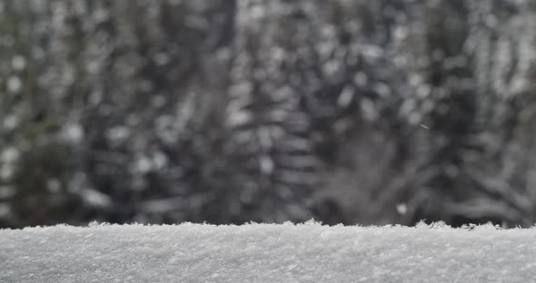 Winter Background With Falling Snow Against Fir Forest