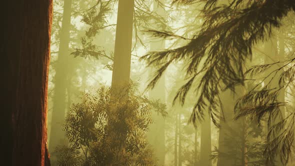 Loop Giant Sequoia Trees at Summertime in Sequoia National Park California