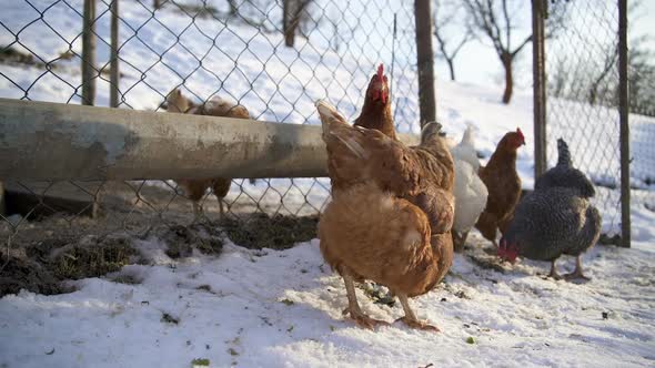 Chicken Feeding Grain in Organic Farm with Free Range in Sunny Winter alt