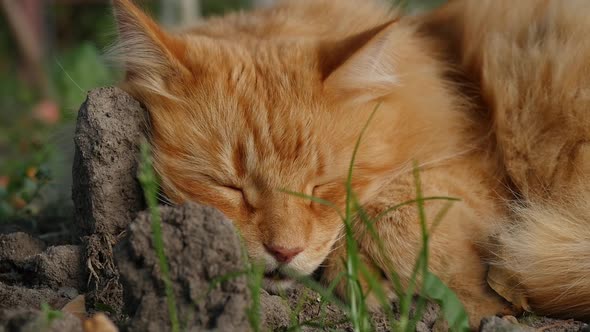 Redhead Cat Sleeping in the Garden
