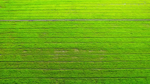 The sapling of the green rice plant. Video of fresh spring rice field alt