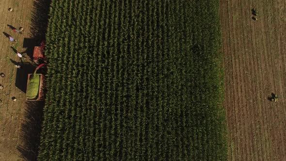 Fly Above Corn Harvesting alt