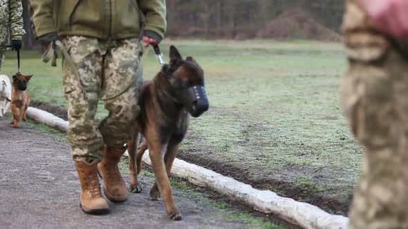 Military Dog Handlers with Dogs Are in Formation