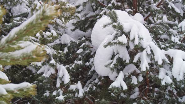 Snow Falling Heavily in a Forest on the Branches of Trees