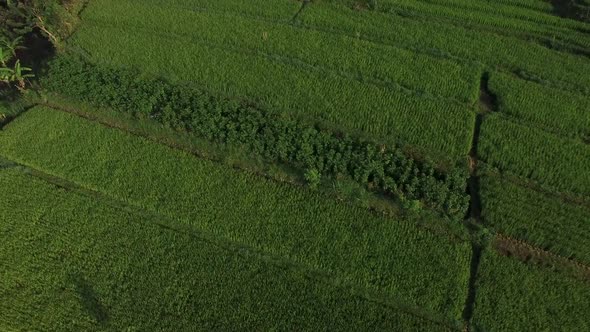 Aerial view of abandoned houses surrounding by rice fields, Lombok, indonesia. alt