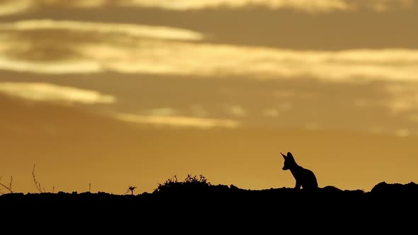 Cape Fox Silhouetted At Sunrise - Kalahari Desert alt
