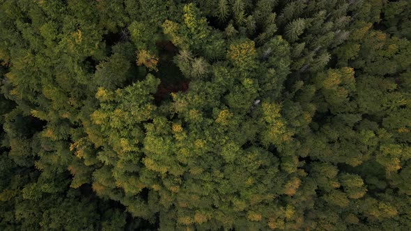 Pine Tree Forest Drone Shots Going Up alt